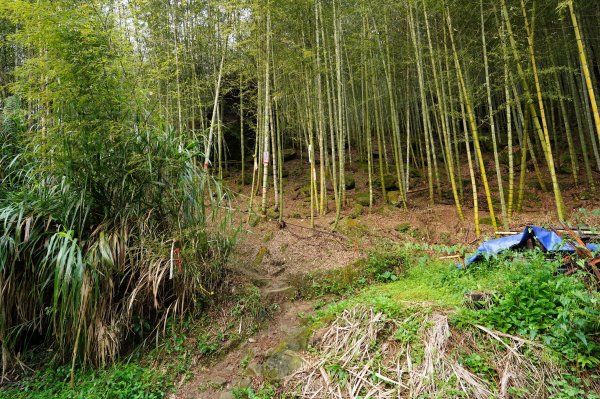 南投 鹿谷 溪頭山、竹崙山、志騰山2730625