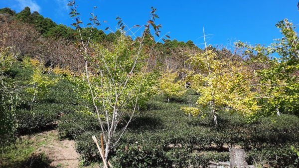 《新竹》幸福雲海｜鵝公髻山步道X山上人家202211051900095