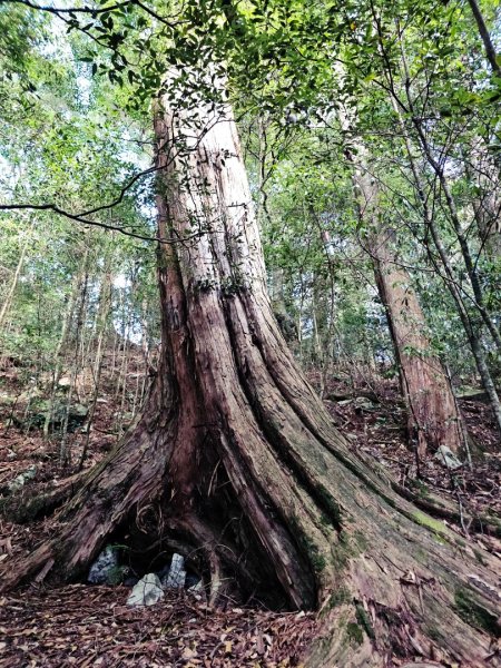 大雪山森林遊樂區森林浴步道2966031