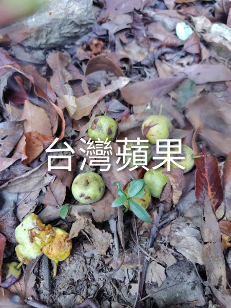 唐麻丹山 蝴蝶谷2918801