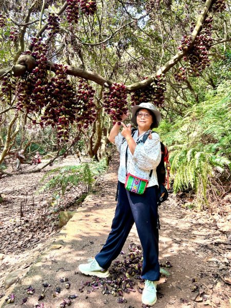 草尾嶺血藤滿山開3020226