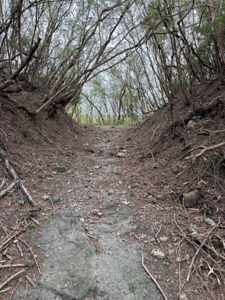 20251129大山母山步道2951872