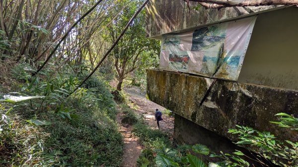 114.11.09草嶺古道芒花季之旅2932937