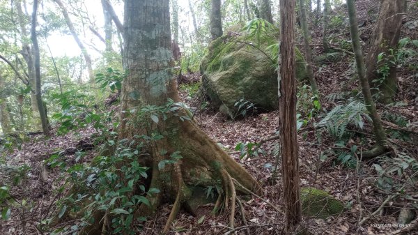 逐鹿卡保山賞一葉蘭2760890