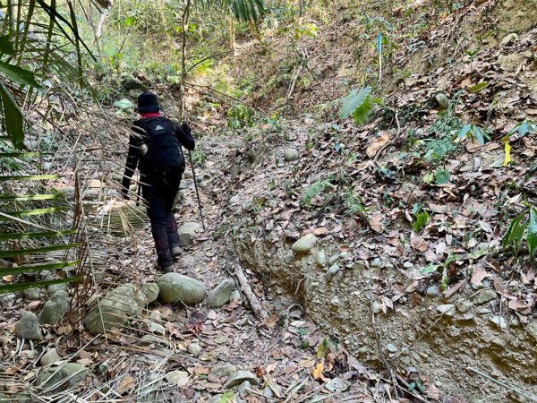 青桐林環走桐林山2018919