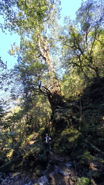 東北季風起遊走雲瀑和山毛櫸間的啦卡山與北插天山登山行2951093