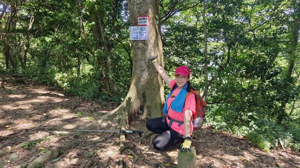 (姨婆趴趴走)第十四集:新竹關西油井窩山、彩和山、高甫山縱走2206441