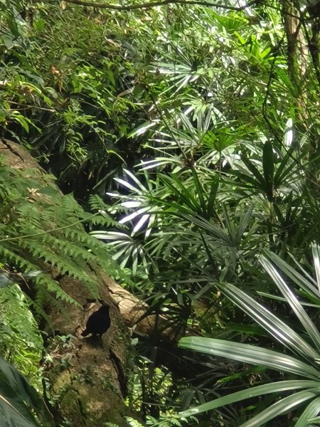 新北市-汐止大尖山3064712