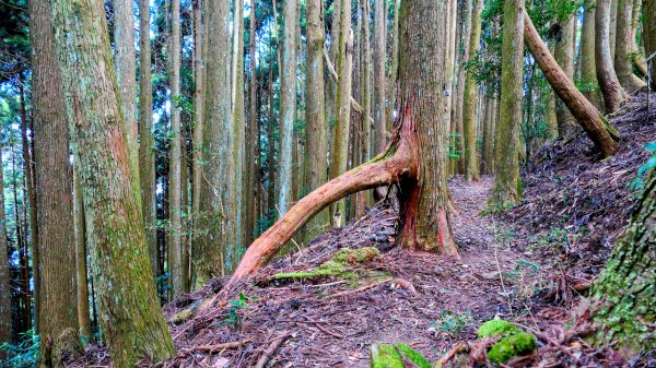 油羅山(一上三下)2959168