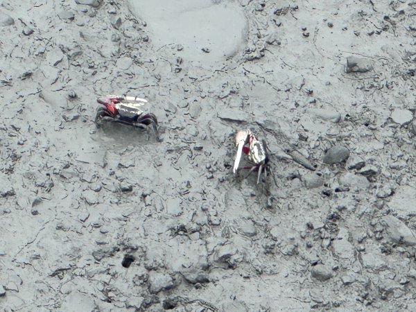 芳苑濕地紅樹林海空步道2766459