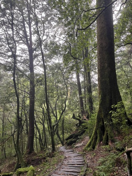 [玉山尋寶任務-01/12] 2025_0726 庫哈諾辛山登山步道2847386