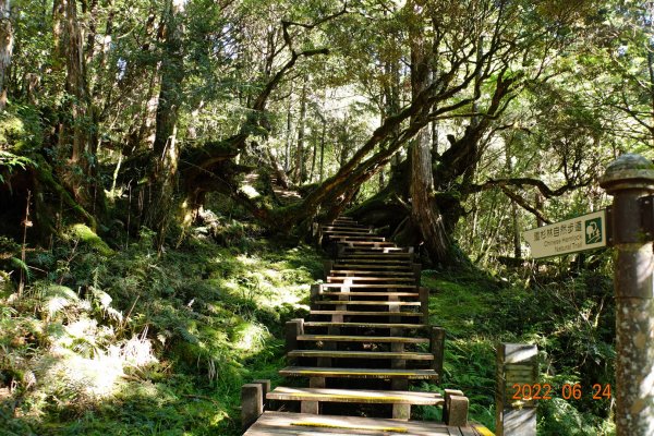 宜蘭 大同 太平山森林遊樂區 檜木原始林步道1743675