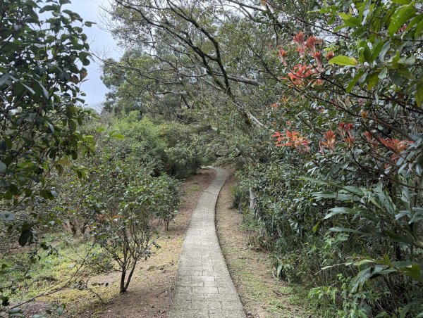 [微笑山線_第四段] 2026_0321 天上山系_石門內尖山東峰3021315