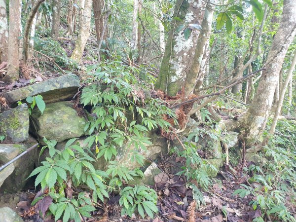 鵝公髻山西南峰鵝公髻山O型1626824