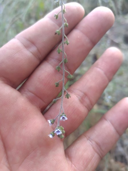 大竹溪山連走鞍輪名山3006884