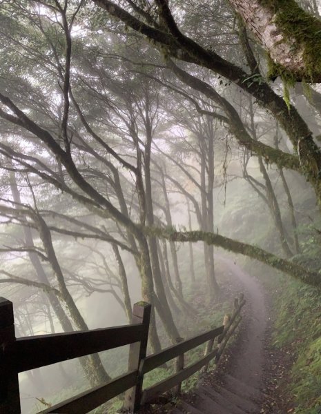 檜山巨木群步道封面