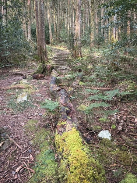 船型山林道賞雲海、烏石坑山、2432峰 山景海景一次到位2929317