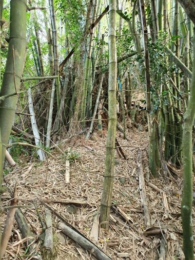 林內咬狗山810647