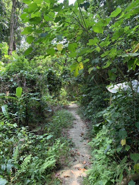 20250906台南合山-觀音山-大坑尾山-臭腳崎山2881444