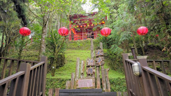 鐵杉林步道,見晴步道,鳩之澤步道2588279