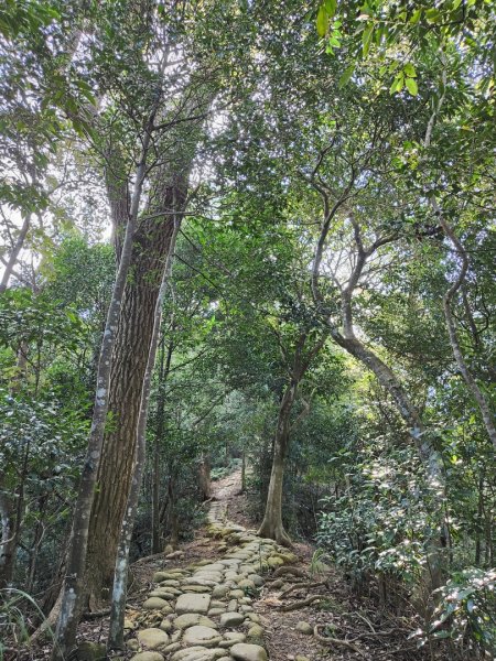 2023.11.01 蓮華山古道群2489014