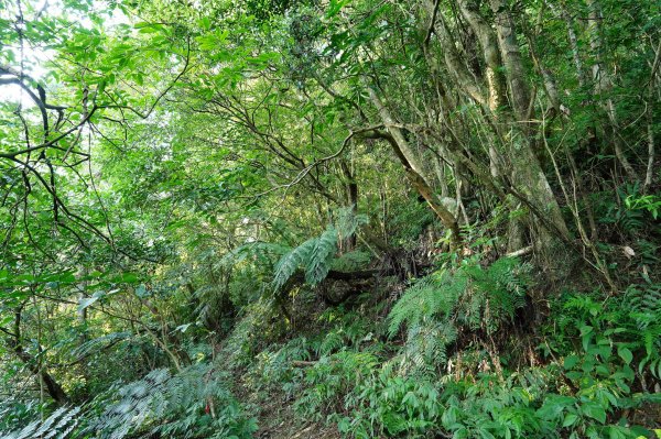 新北 烏來 火燒樟山、落鳳山2557684