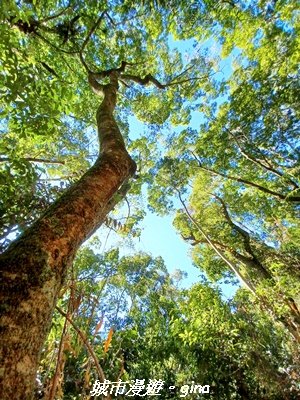 【台中和平】生態廊道。 雪山坑環線步道x巨人之手觀景點2954005