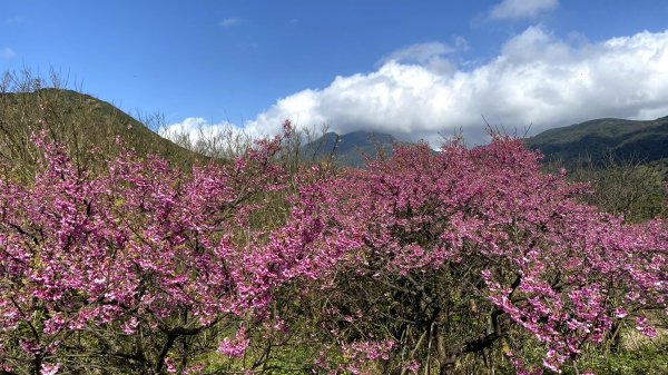 20210130-平等里+陽明山花卉中心+擎天崗竹篙山1439570