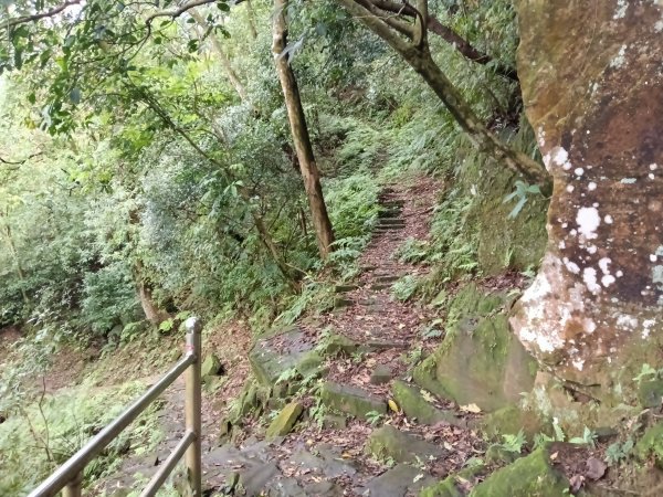 汐止區大尖山櫻花+秀峰瀑布O型3009370