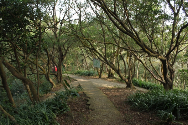 20170107台灣桃園虎頭山步道90645