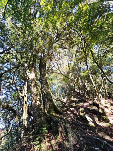 稍來山賞楓2962565