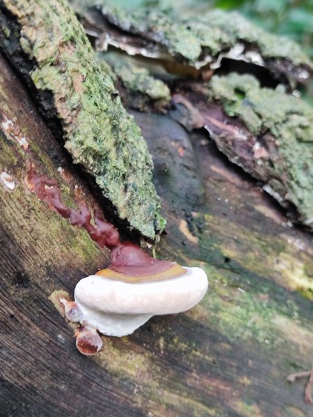 新山夢湖-友蚋山-友蚋南峰-五指山古道2755370