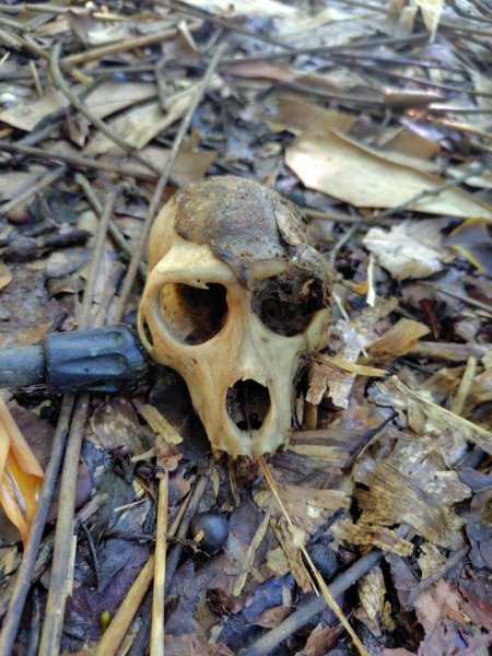 西阿里關山2823105