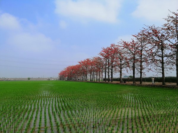 彰化竹塘~一期一會。 紅綠交織的田野畫布