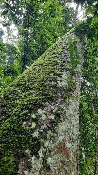 《雲林》望好望角｜石壁山嘉南雲峰步道(中側登山口）202506072805426