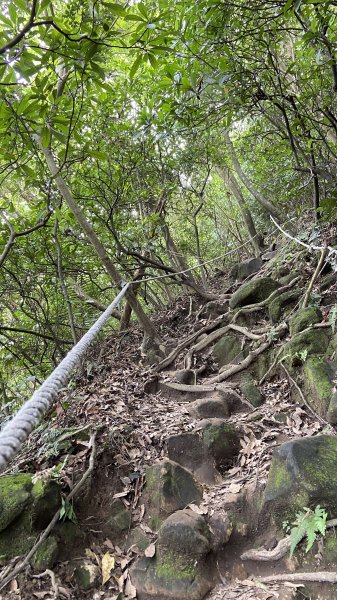 2024觀音觀鷹全7線| Mt. Guanyin |皇蛾|峯花雪月2504731