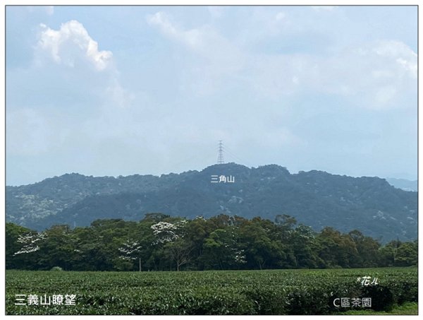 三義山、慈濟山、大坪山 連走桐花之旅3043859