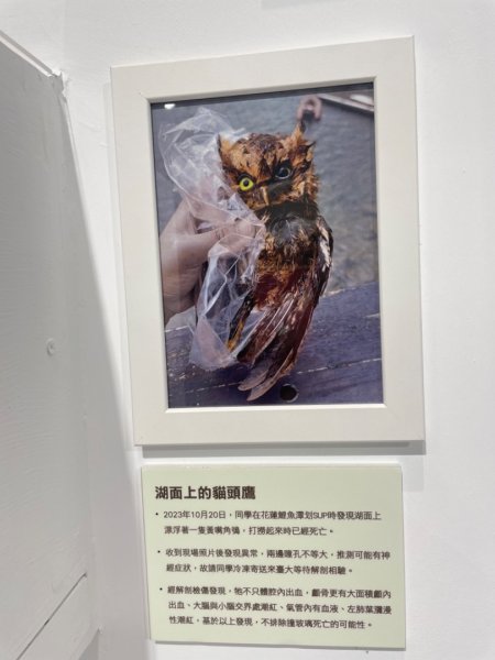 雨天備案💙 台灣博物館的古生代館-台大動植物館免費參觀-北投♨️季2807517