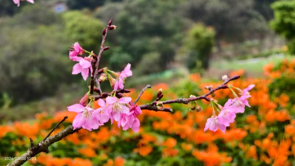 #中山樓 #陽明公園 #十八份 #吉野櫻 #墨染櫻（花葉同開） #山海觀馬場 #黃花風鈴木3011413