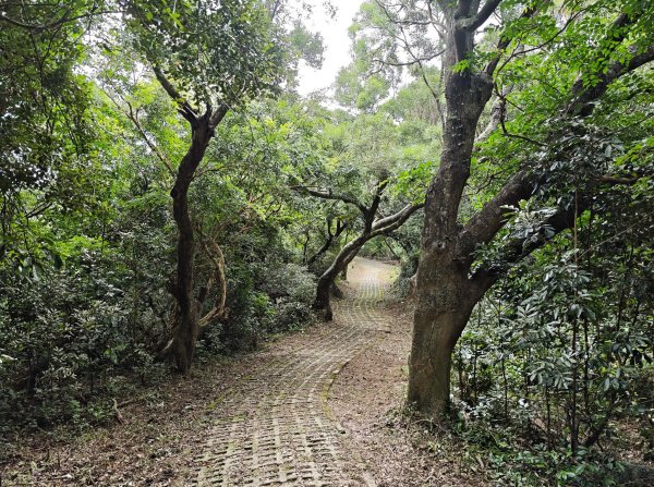 [百山百鳥尋旅-02/15] 2025_0809 社頂自然公園步道2856960