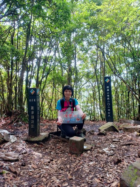 【台中和平】筆直的杉林.林相優美。 橫嶺山x沙連山P型2869034