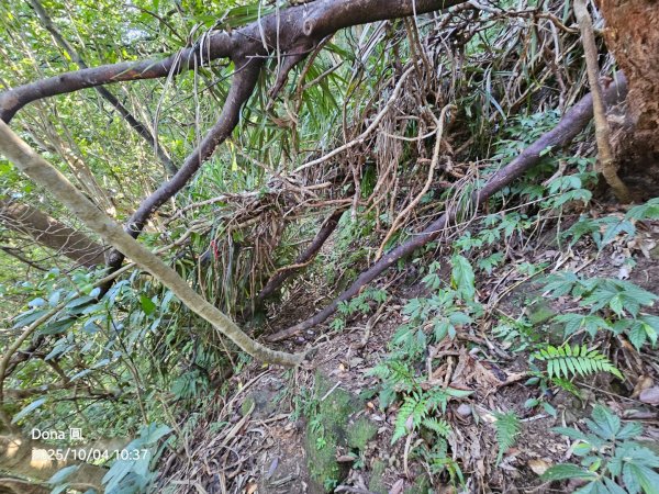 忘憂古道往白石後仙洞由東勢格古道走到平溪國中2908184