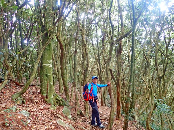 橫嶺山連走鳶嘴山2019/4/30575790