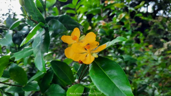 《彰化》果園古道｜廣天宮隴頂古道到鳳山寺O繞202509142884031