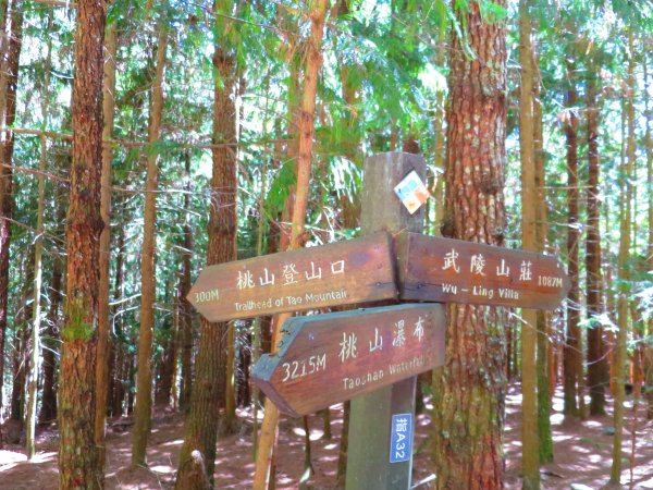 如童話般的森林步道-武陵桃山瀑布步道1190748