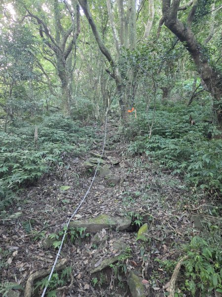 20260831竿尾崙古道-大屯溪古道O型3114812