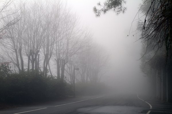 杉林溪賞花872580