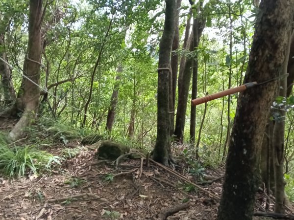平溪區石古井古道(新路徑)+青林山+盤山坑古道O型2893272