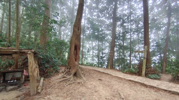 溪頭鳳凰山（米堤飯店香蕉園登山口）2070640