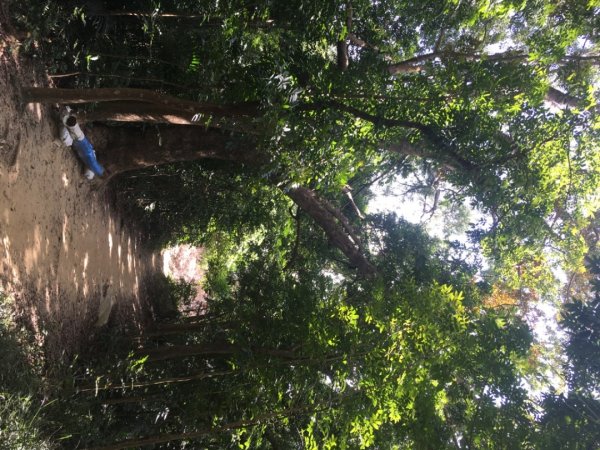 中興林場後山（鑰匙🔑認領2700412